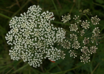 Kümmelsilge (Selinum carvifolia) - © Emanuel Trummer